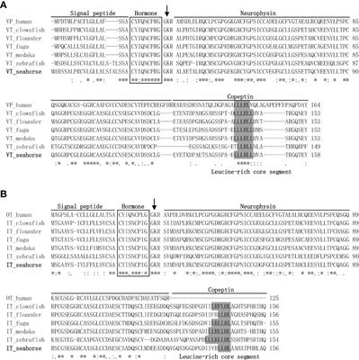 Identification of neurohypophysial hormones and the role of VT in the parturition of pregnant seahorses (Hippocampus erectus)